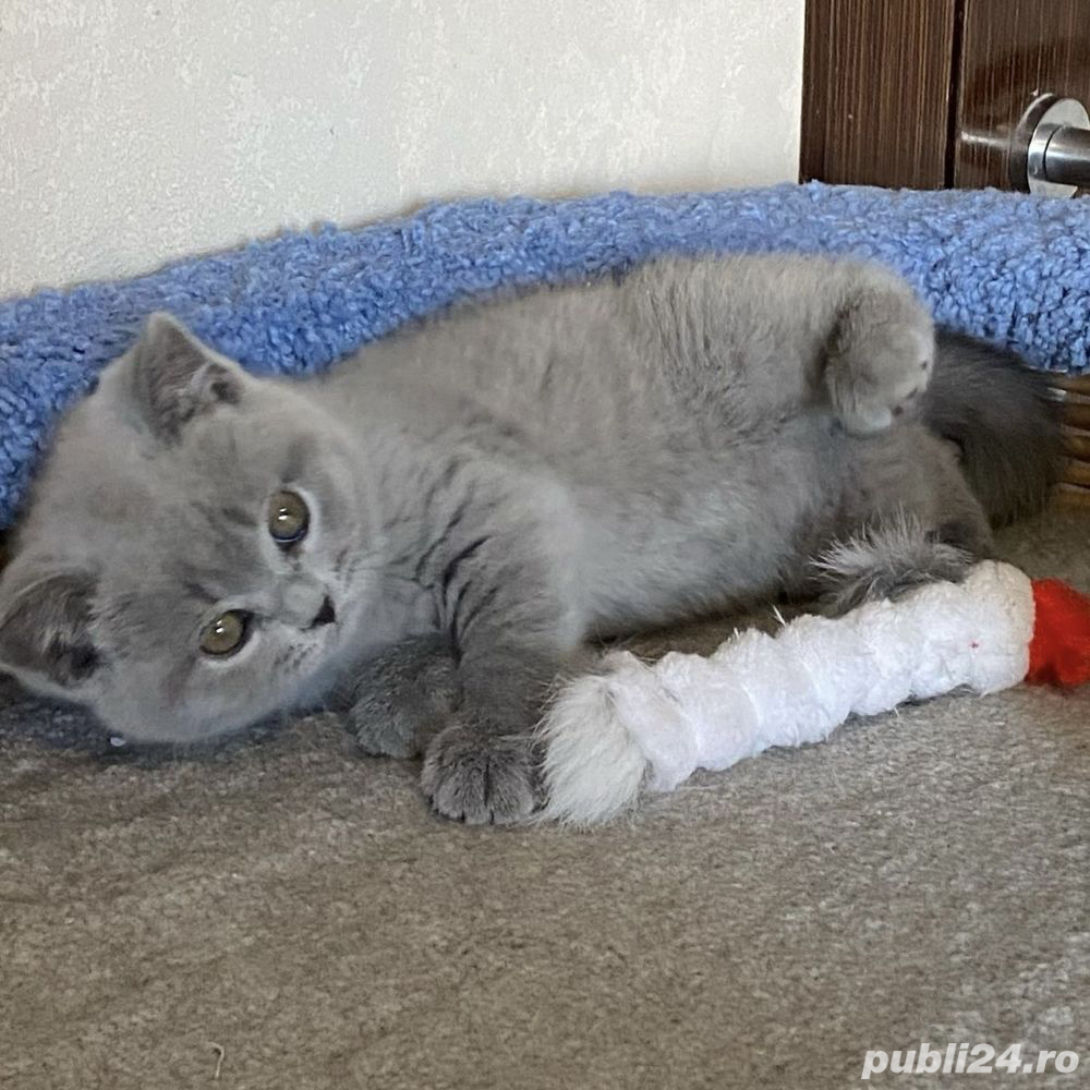 British Shorthair blue 