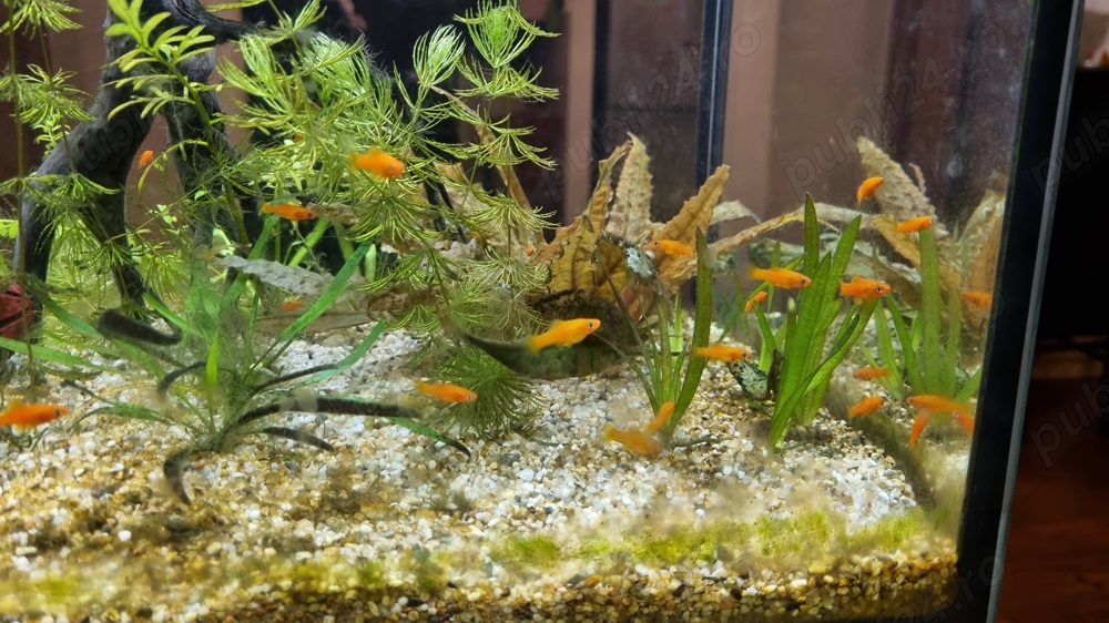 Vand pesti xypho, predare zona judetean-stadion