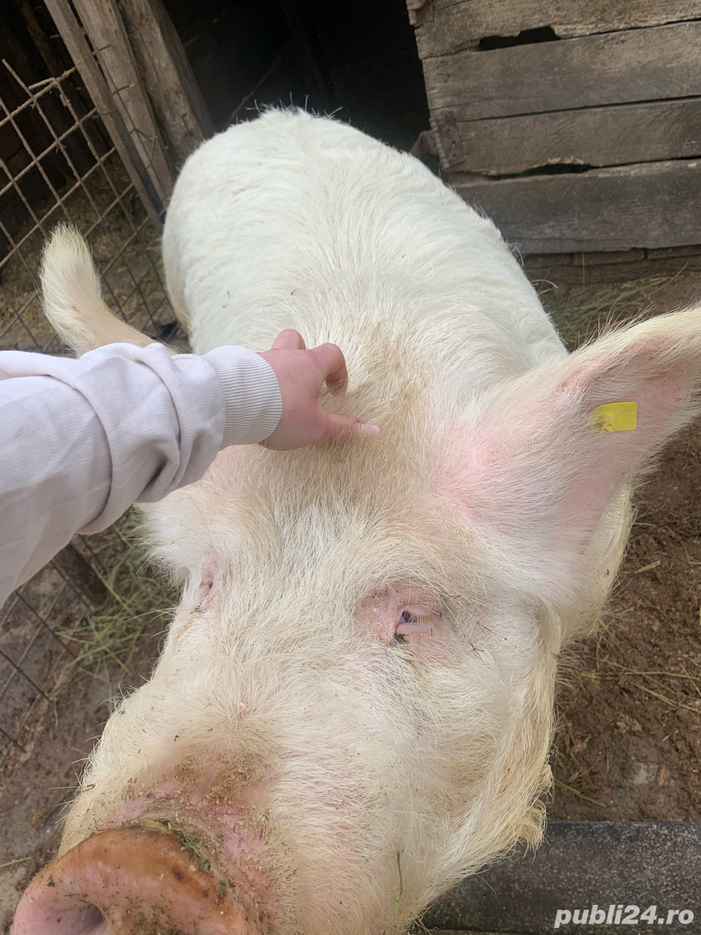 VIER-KAN de vanzare  VIER-KAN de vanzare