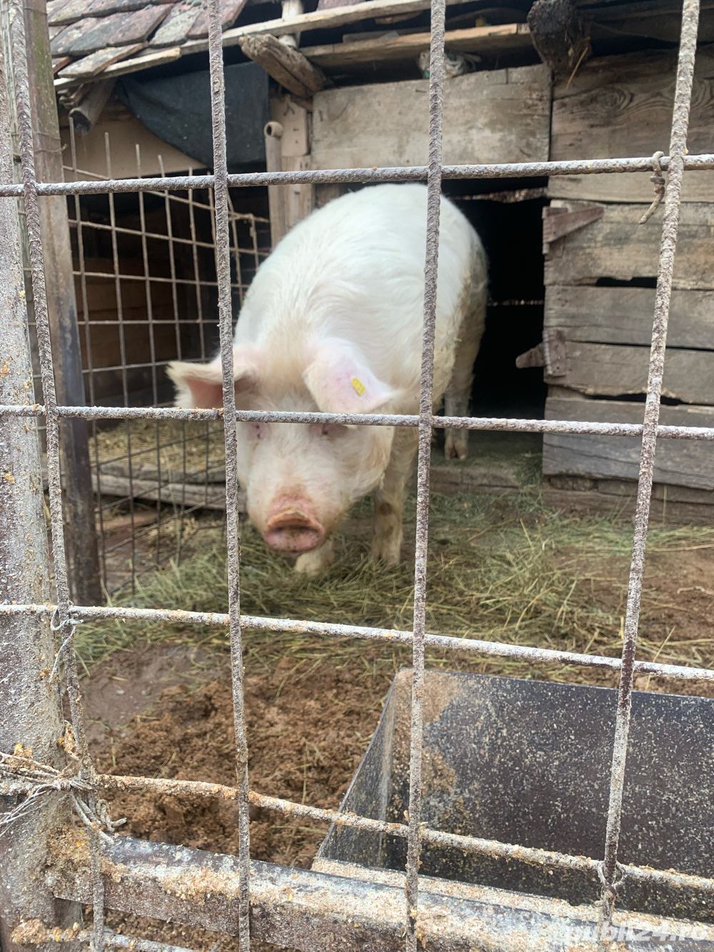 Vier marele alb  Vier marele alb