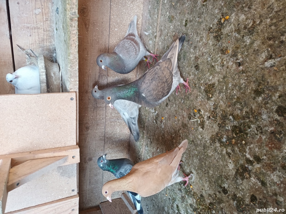 porumbei voiajor porumbei voiajor