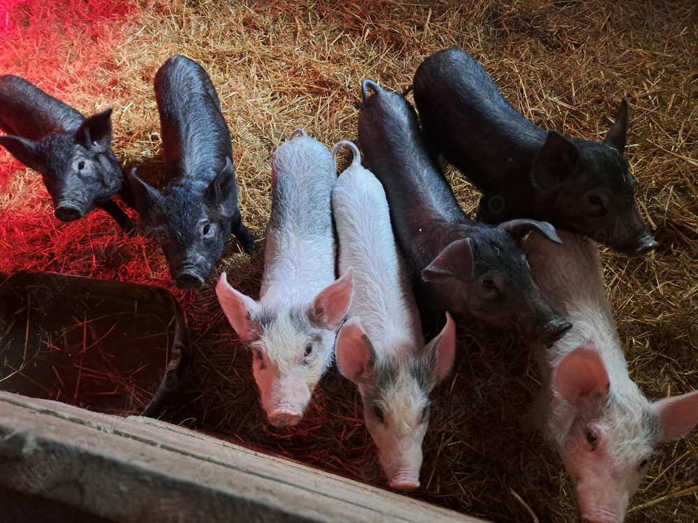 Purcei rasa carne duroc,landrace,iberico