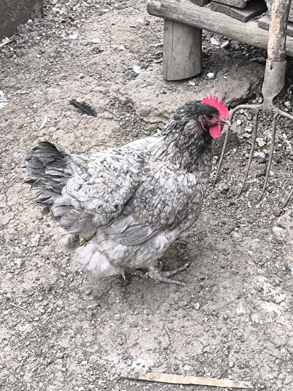 Găină și cocos disponibili  Găină și cocos disponibili