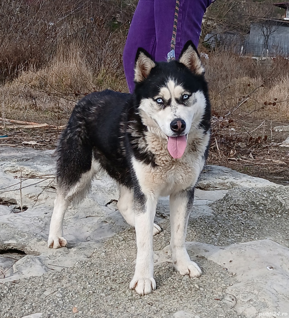 Vand sau schimb Femela Husky Siberian cu alte animale sau pasari