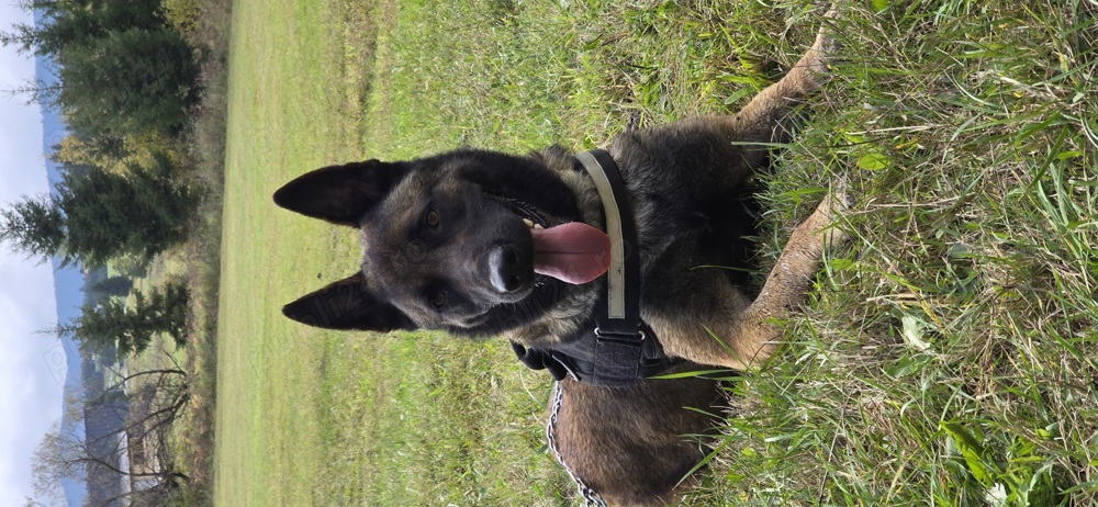 Vand, donez, Ciobanesc Belgian, Malinois Vand, donez, Ciobanesc Belgian, Malinois