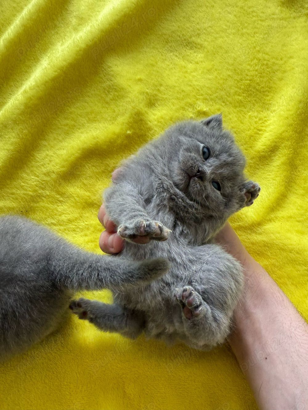 pui pisica scottish straight, 