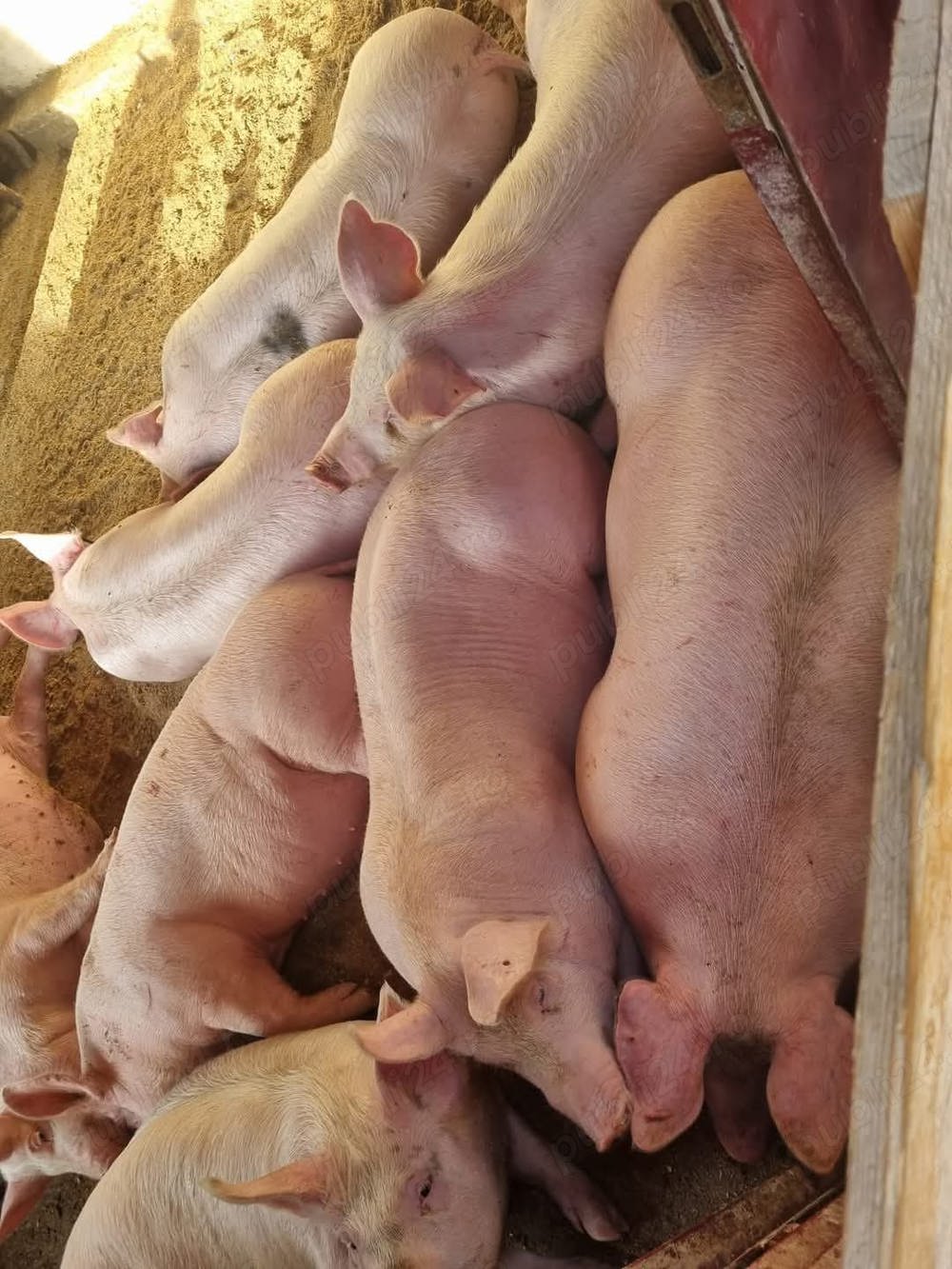 Porci de carne crescuți cu porumb și uruiala 