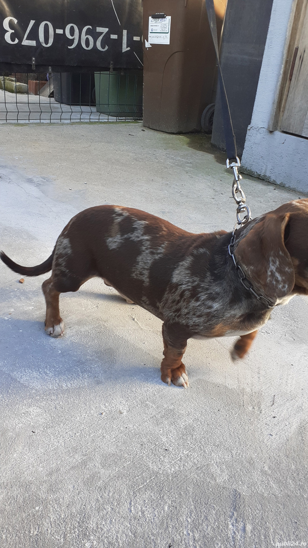 Teckel mascul arlechin ciocolatiu 