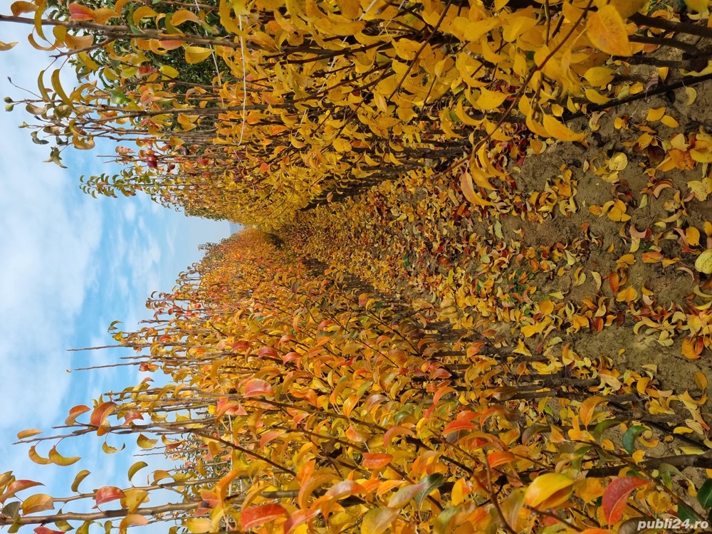 Pepiniera Cristea Ioan oferă spre vânzare pomi fructiferi certificați