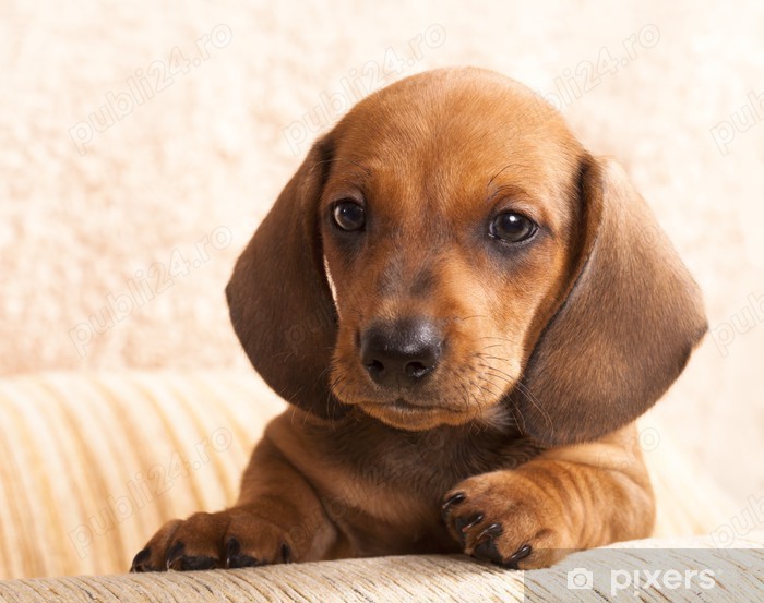 Teckel pitic transport gratuit 