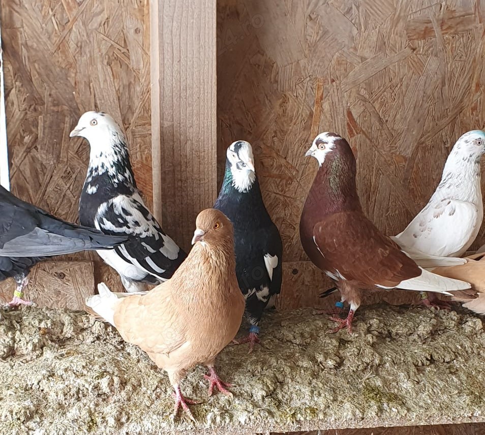 Voiajori German,Jucatori de Amara, Juc.BIRMINGHAM,Calarasi,Voltat englez,Tobosar arab