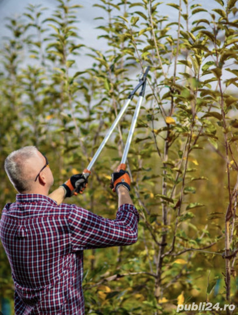 Taieri pomi fructiferi si vita de vie