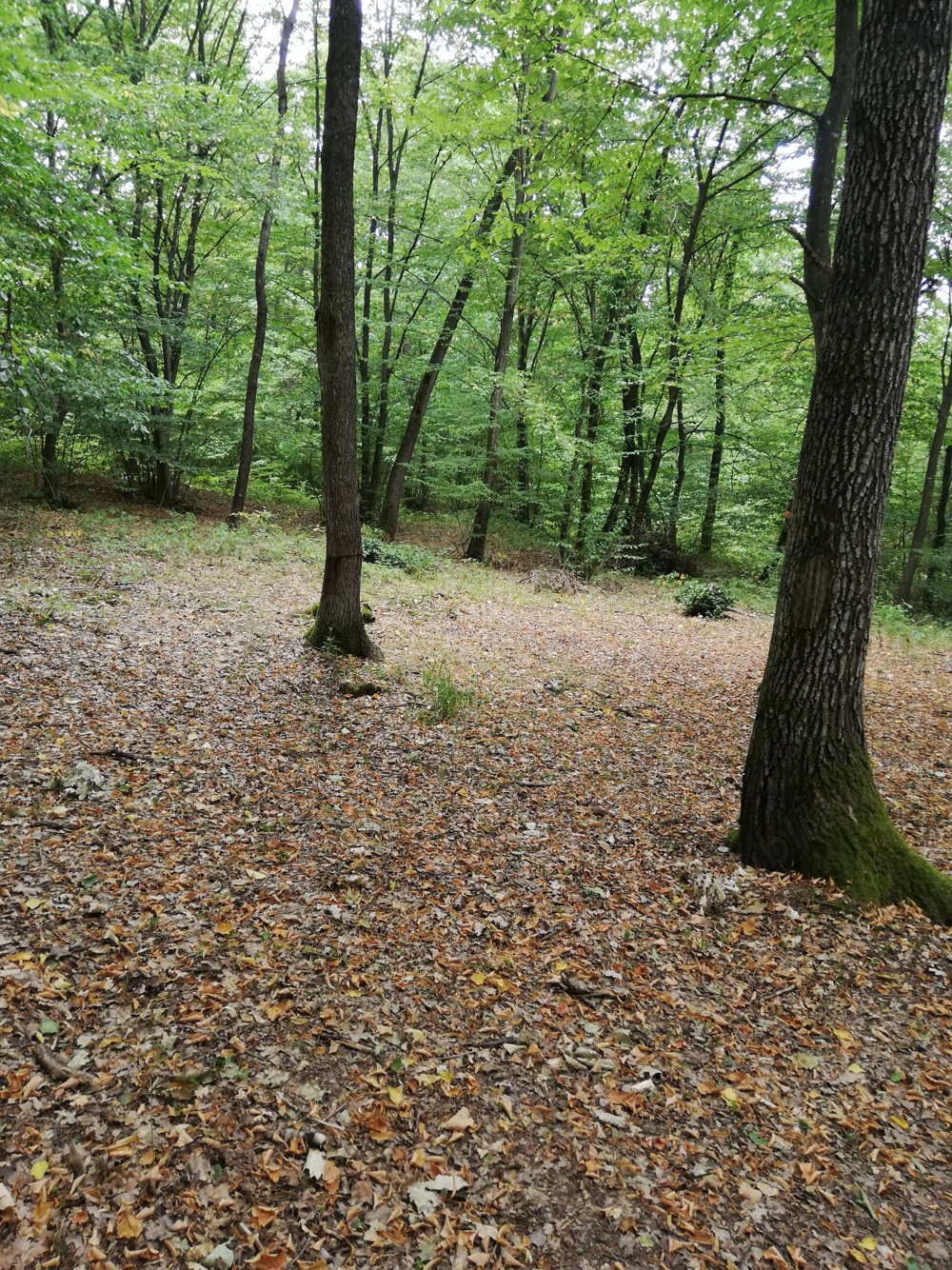 Teren constructii intravilan Floresti