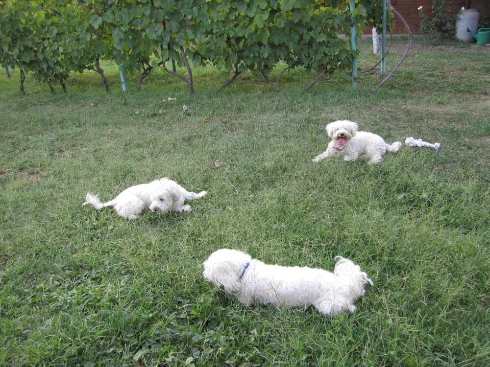 Ofer cazare pt. câini talie mică pe perioada concediilor dvs. !