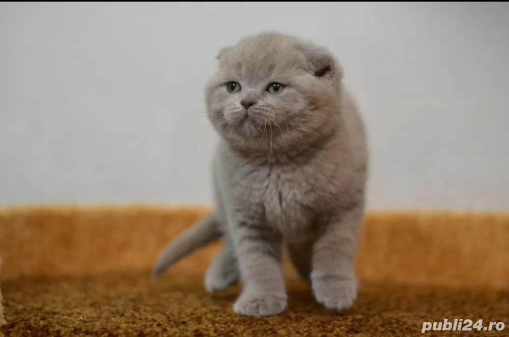 Scottish fold 