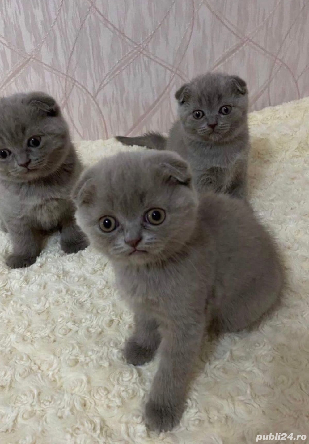 Scottish fold blue si chinchila silver 