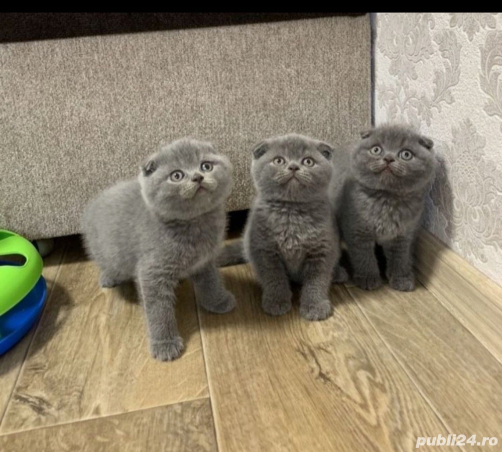 Scottish fold blue 