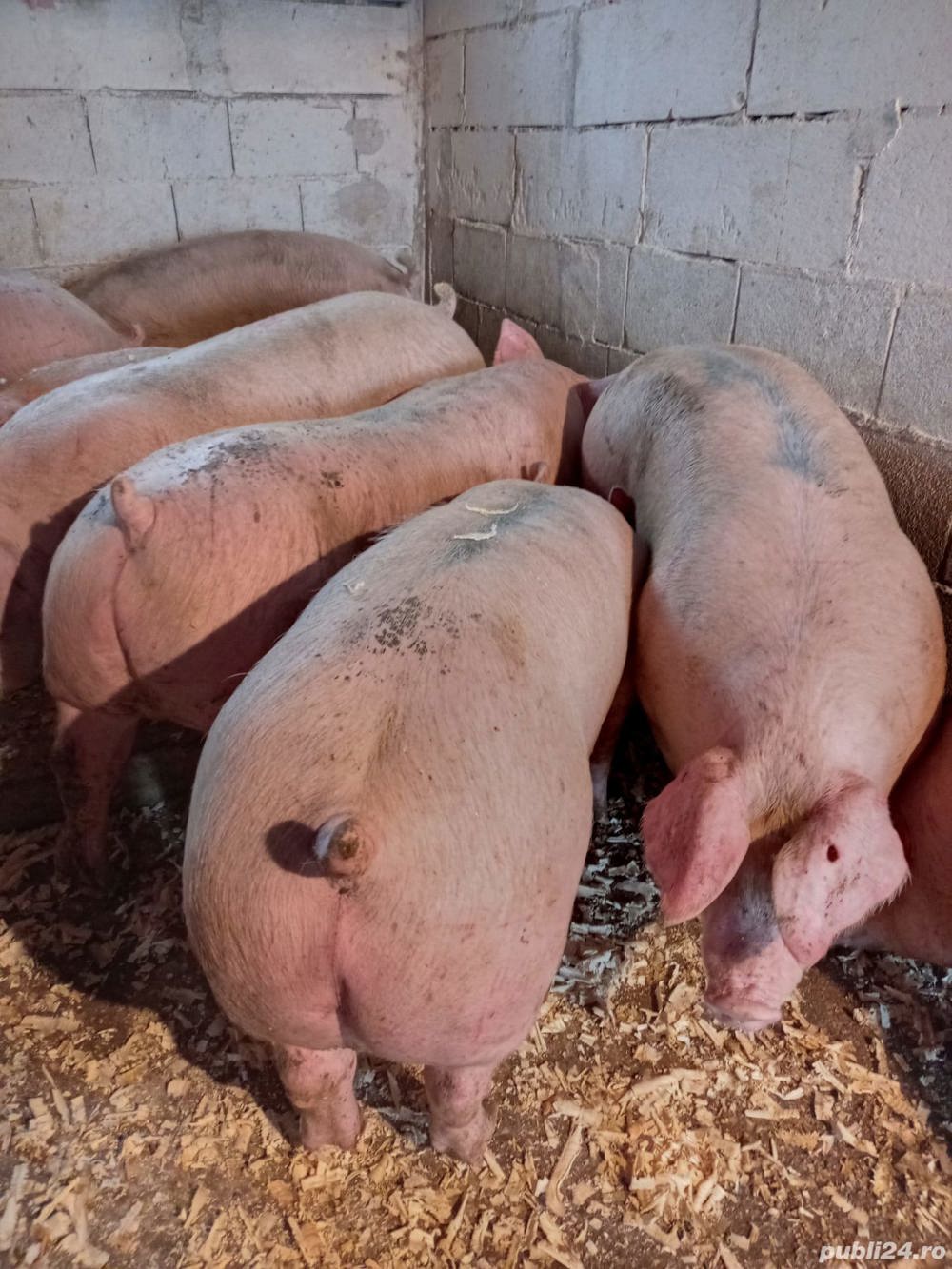 porci mari de carne  porci mari de carne