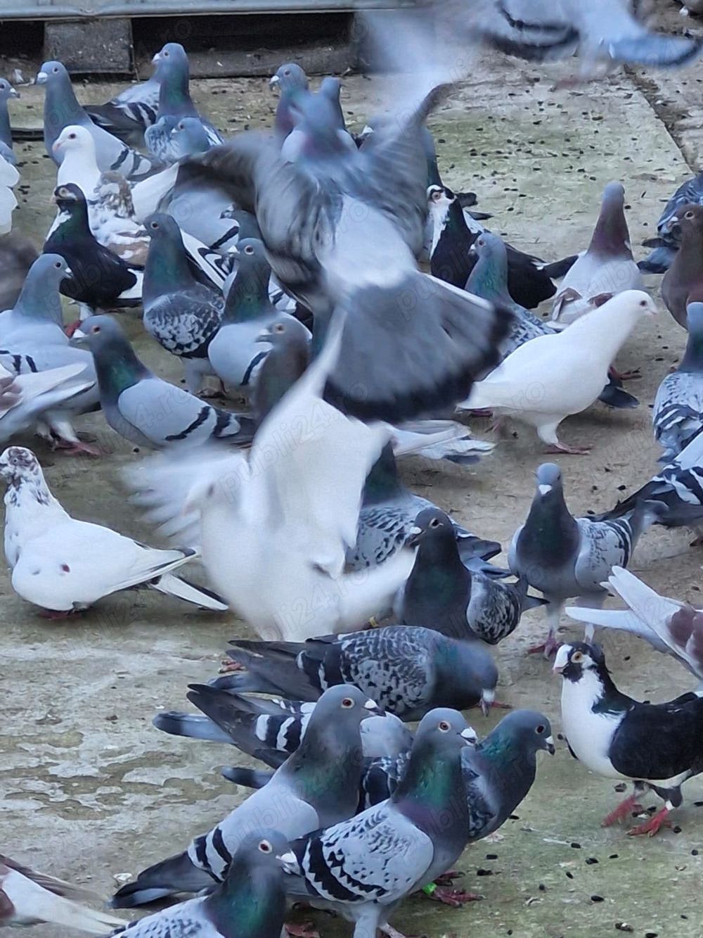 Porumbei voiajori de zbor