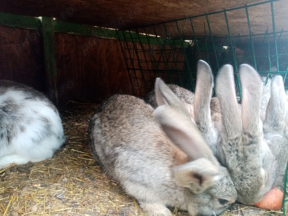 Vand iepuri peste 7 luni 