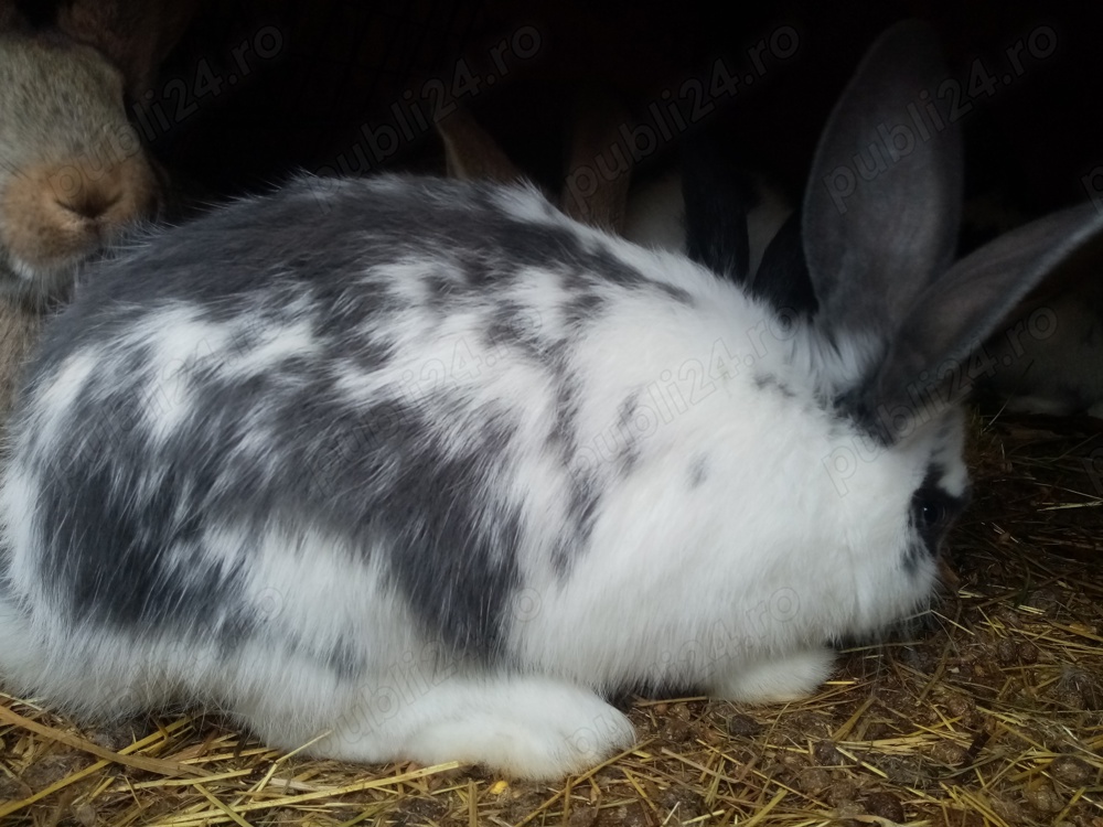 Vand iepuri de Paste peste 7 luni 