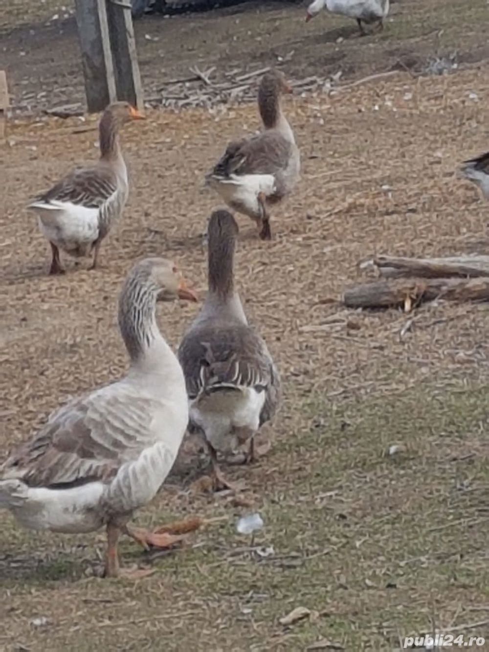 Vand Gaste si Rate,oua,Gasca,Rata,ou