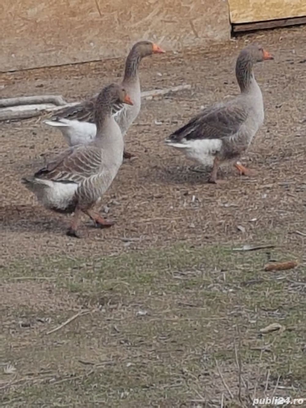 Vand Gaste si Rete,oua,Gasca,Rata,ou