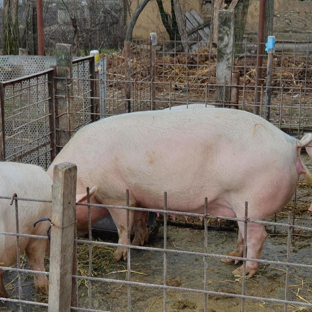 Vând purcea de carne