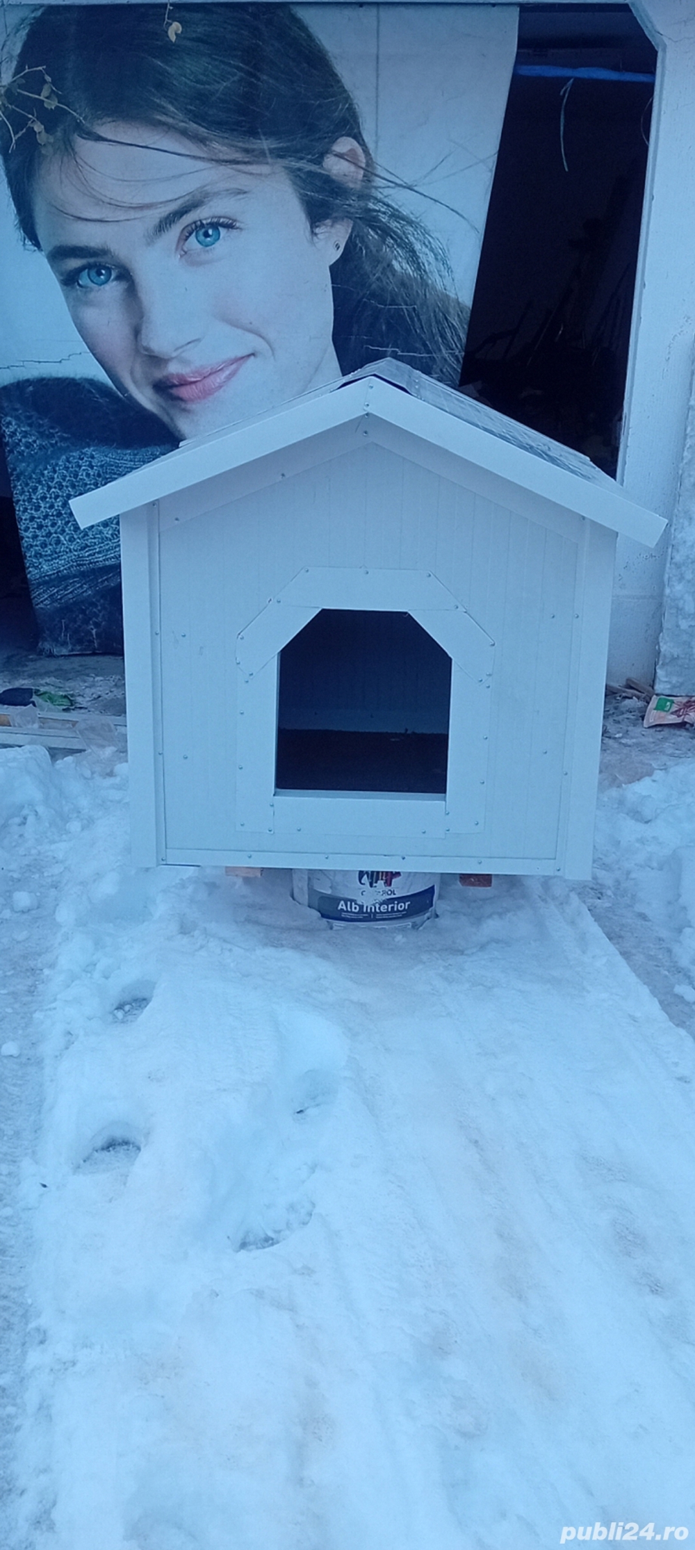 vand cotet de caine talie mare