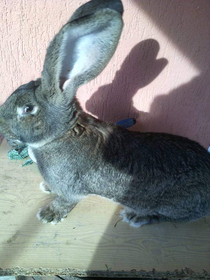 Masculi și Femele Uriaș German 4 luni rasă pură 