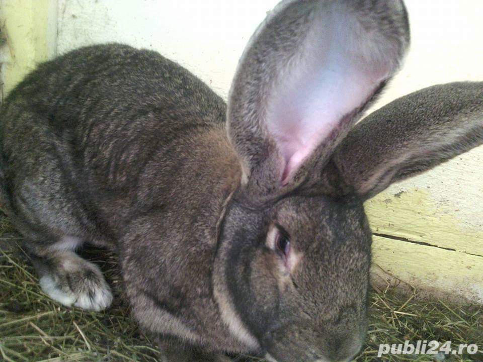 Femele Uriaș German 11 luni rasă pură 