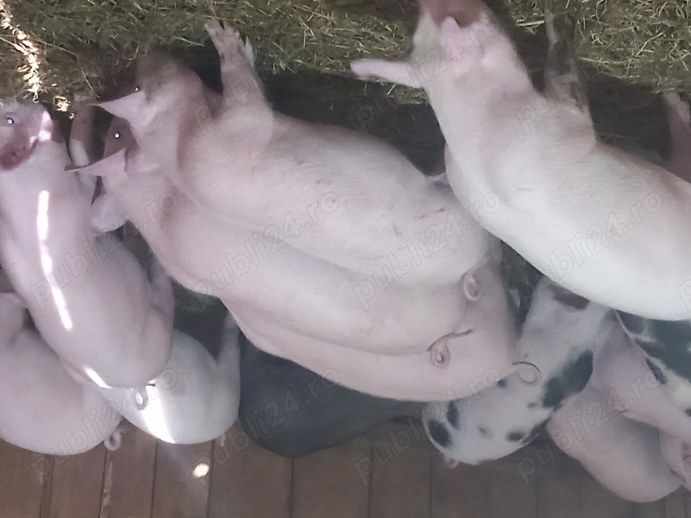 Purcei de vânzare de 3 luni.