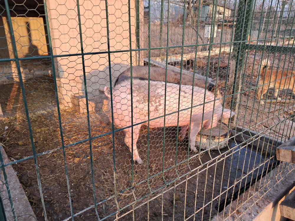 Vând porci de carne rasa pietrar