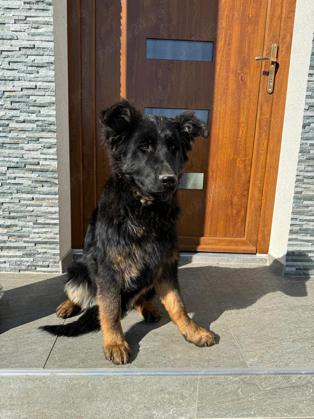 Vând pui ciobanesc german din parinti cu pedigree în vârstă de5 luni. Vând pui ciobanesc german din parinti cu pedigree în vârstă de5 luni.