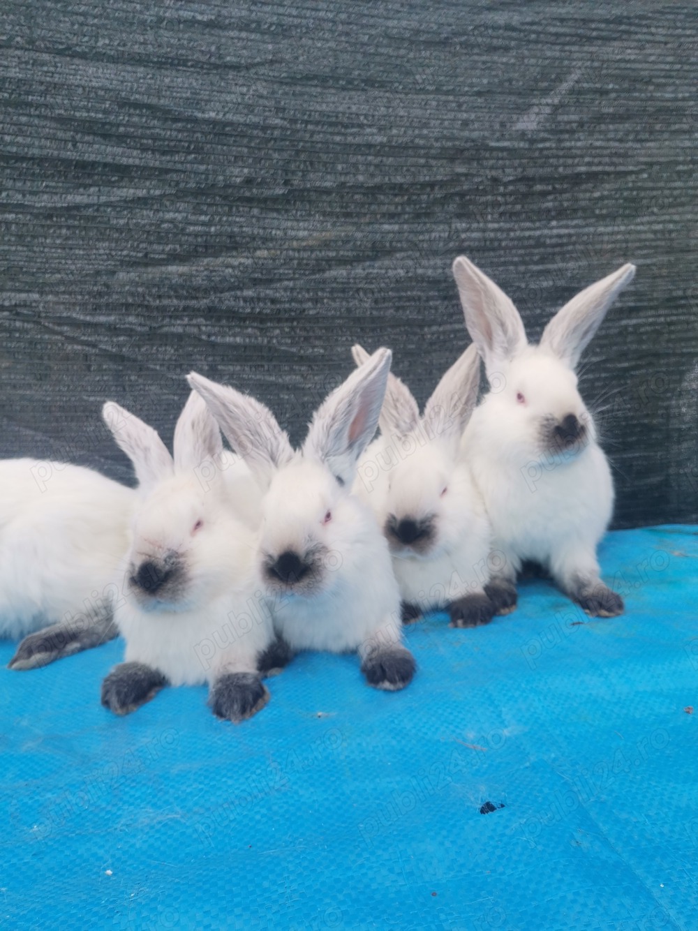 Pui Uriaș de Transilvania 