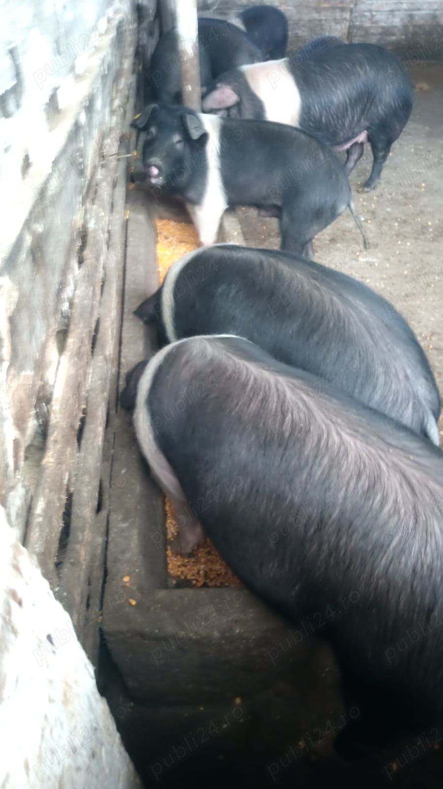 vand porci Bazna ,Marele alb 