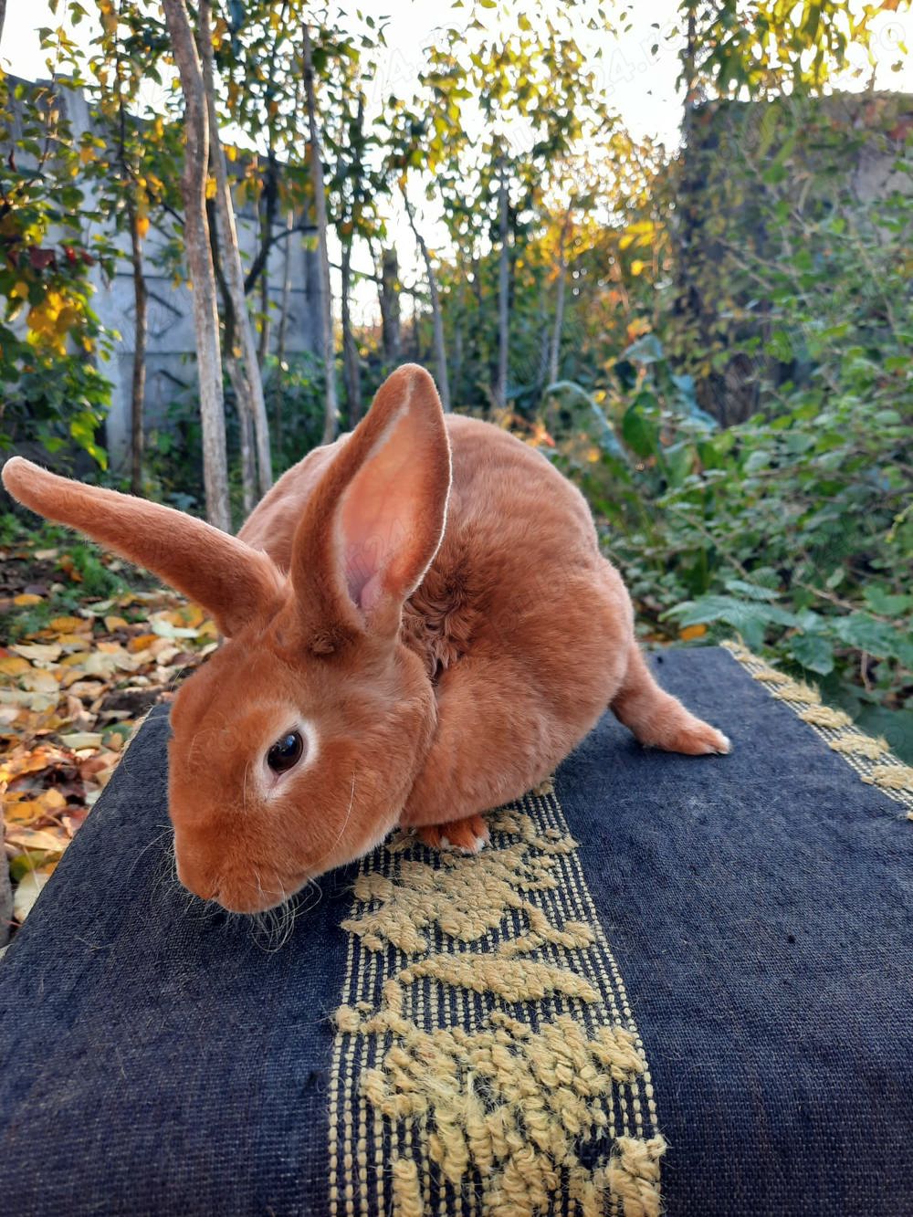 De vanzare rex galben !!!