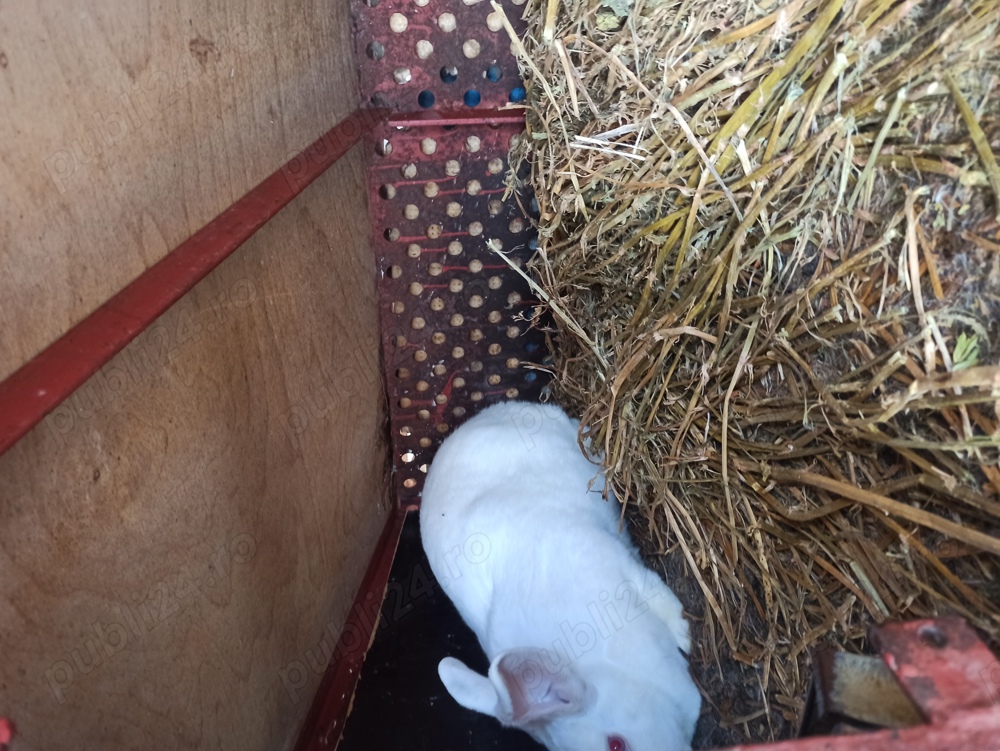 Hycol francez femele pregătite de fatare