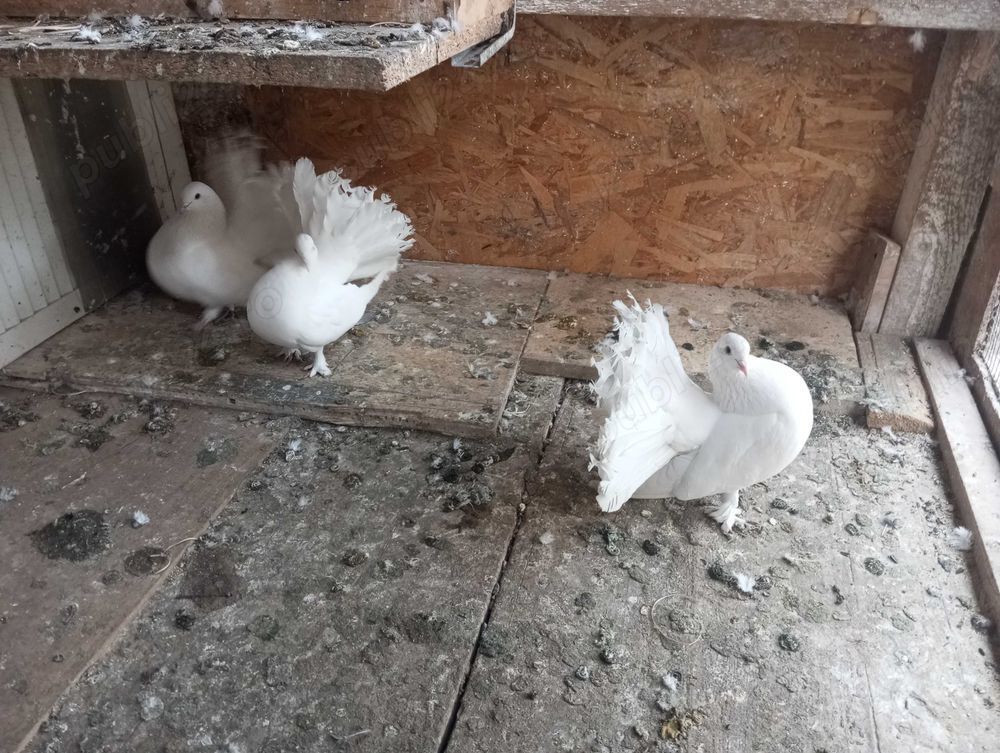 Porumbei  fauri albi și capaciti