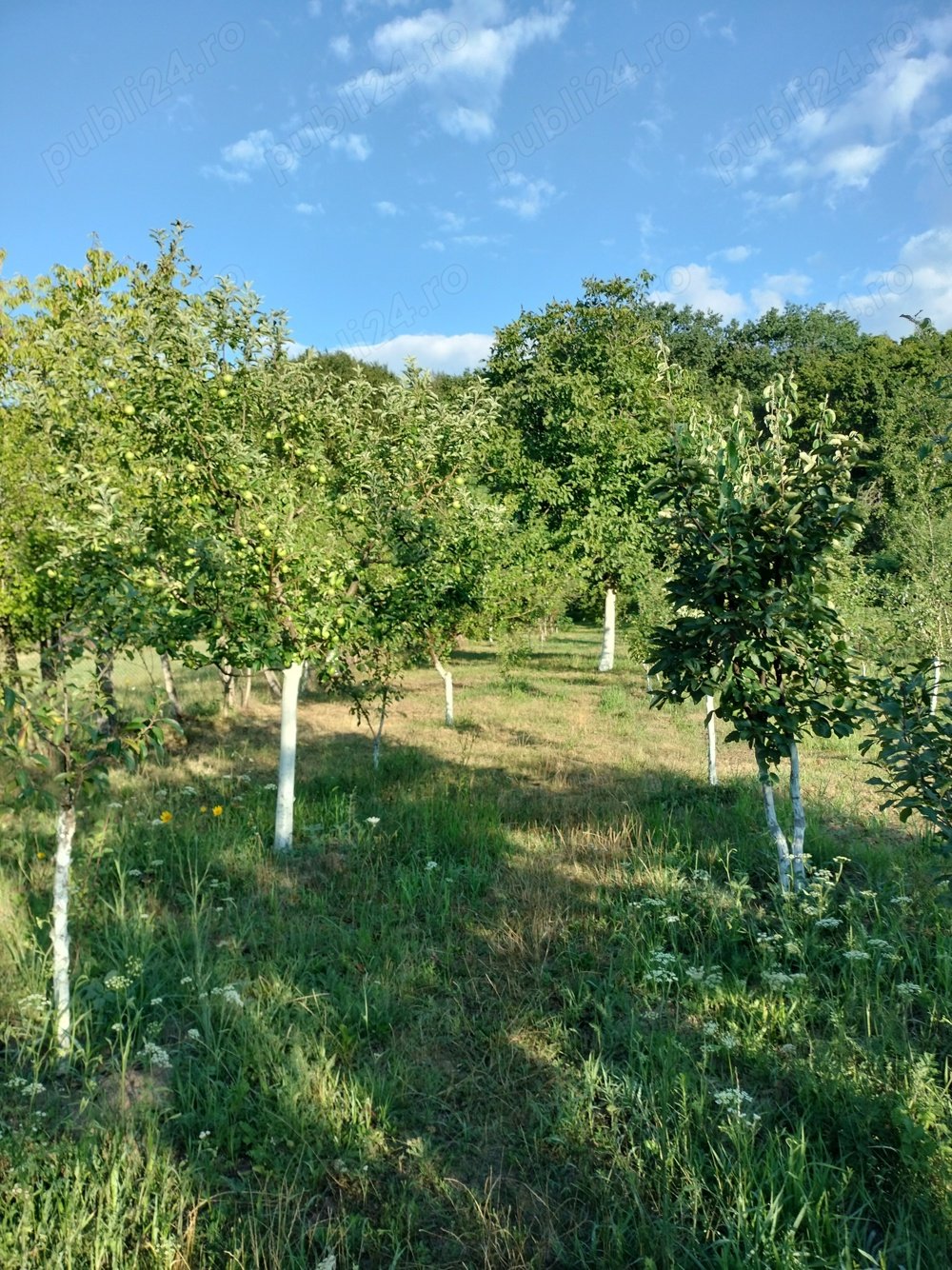 Vând livada tânără Buzău Grajdana cu 15euro mp cu ieșire la pădure.1500mp.