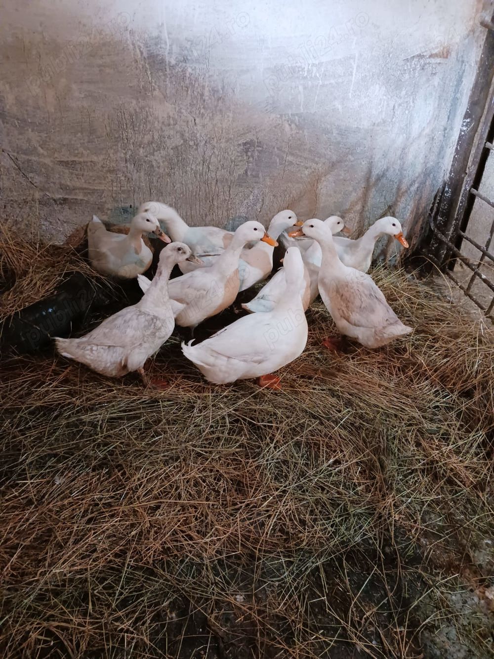 Vând rate pekin tinere 