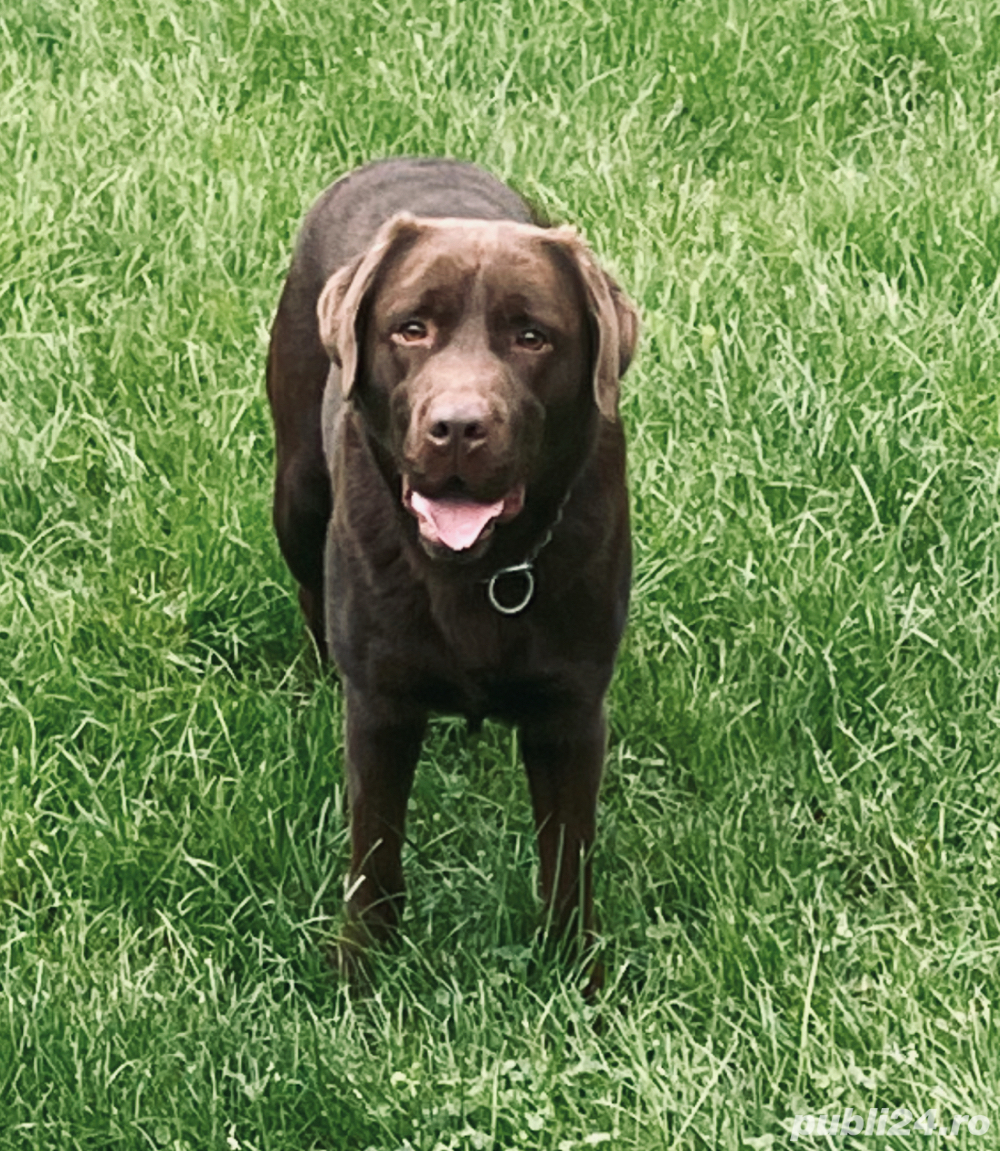 Mascul Labrador Mascul Labrador