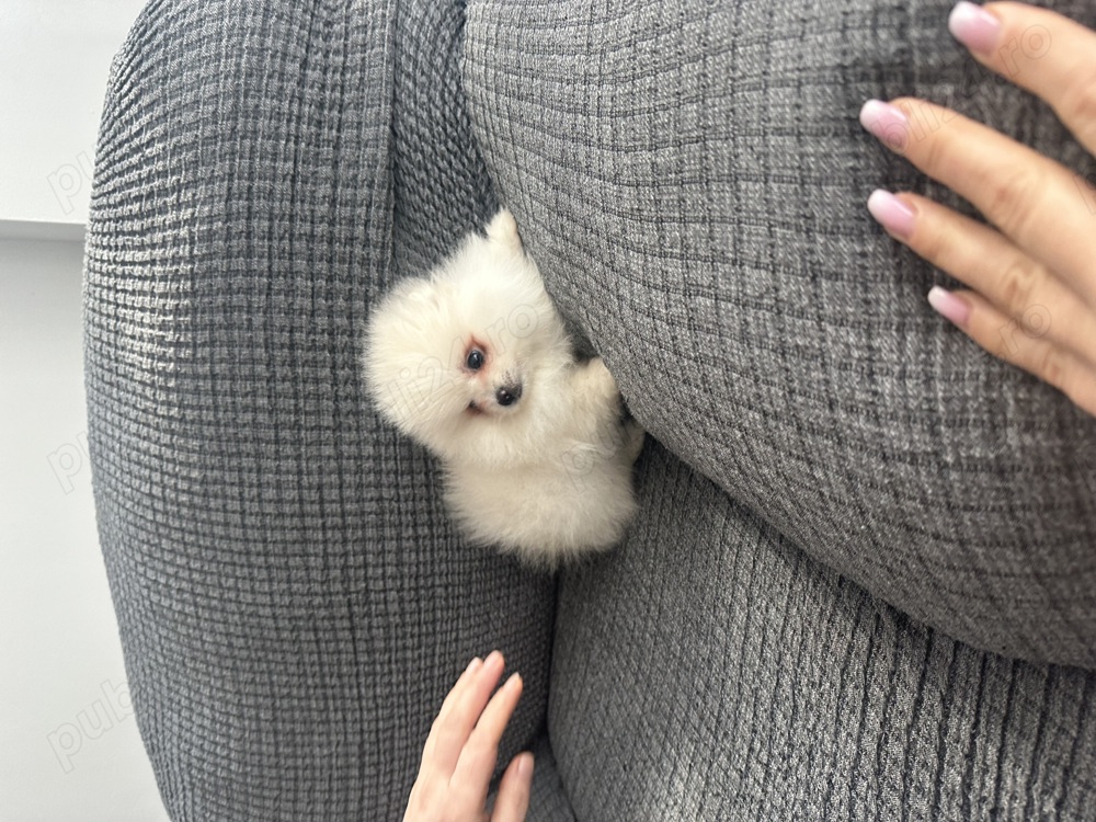 Pomeranian din parinti cu pedigree