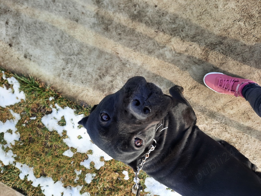 Cane Corso femelă 