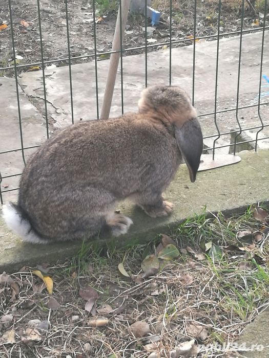 Berbec german femele și masculi 