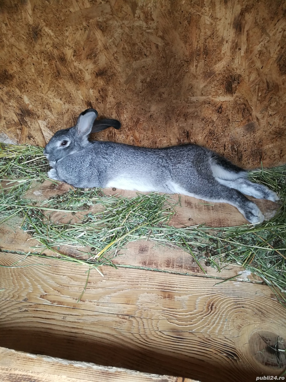 Iepuri rasa chinchilla mare 