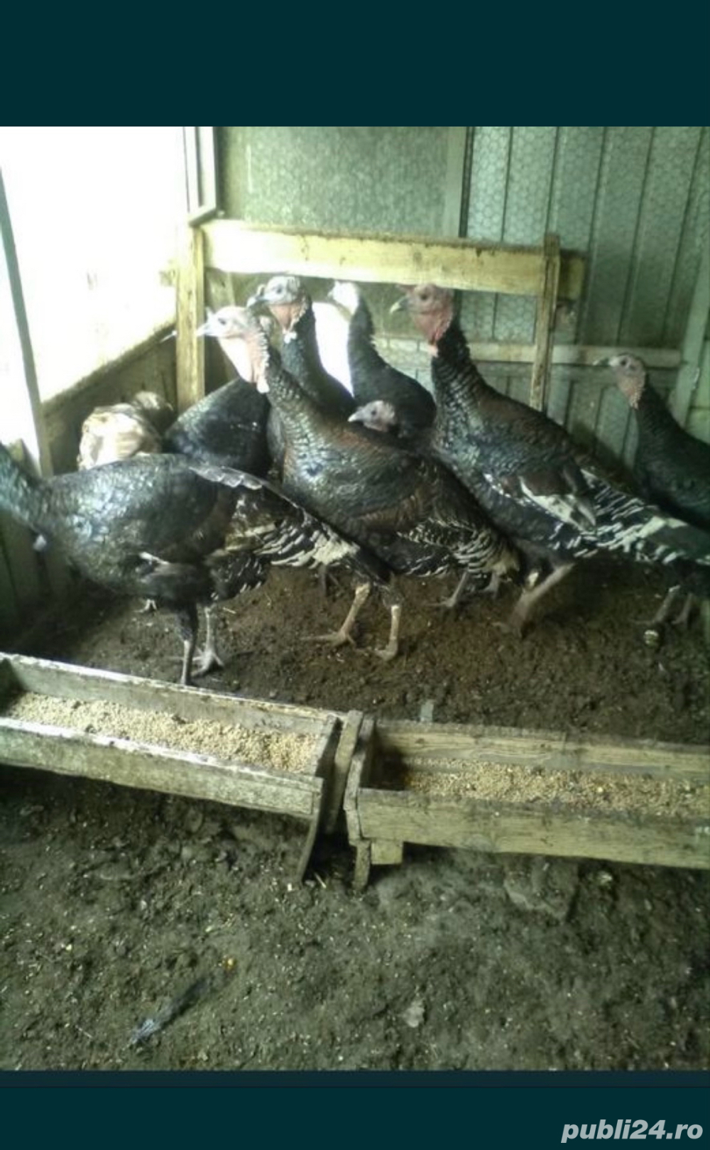 Curci si curcani si oua curca, gaini si cocosi Playnouth, Marans, Phoenix