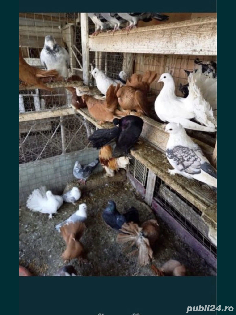 4 rate si un ratoi, porumbei frumusete