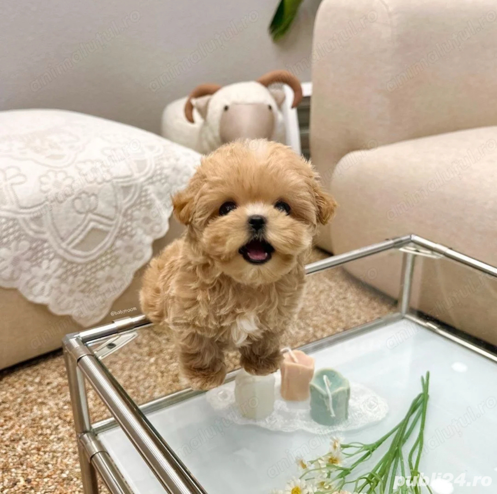Maltipoo Mini Toy 