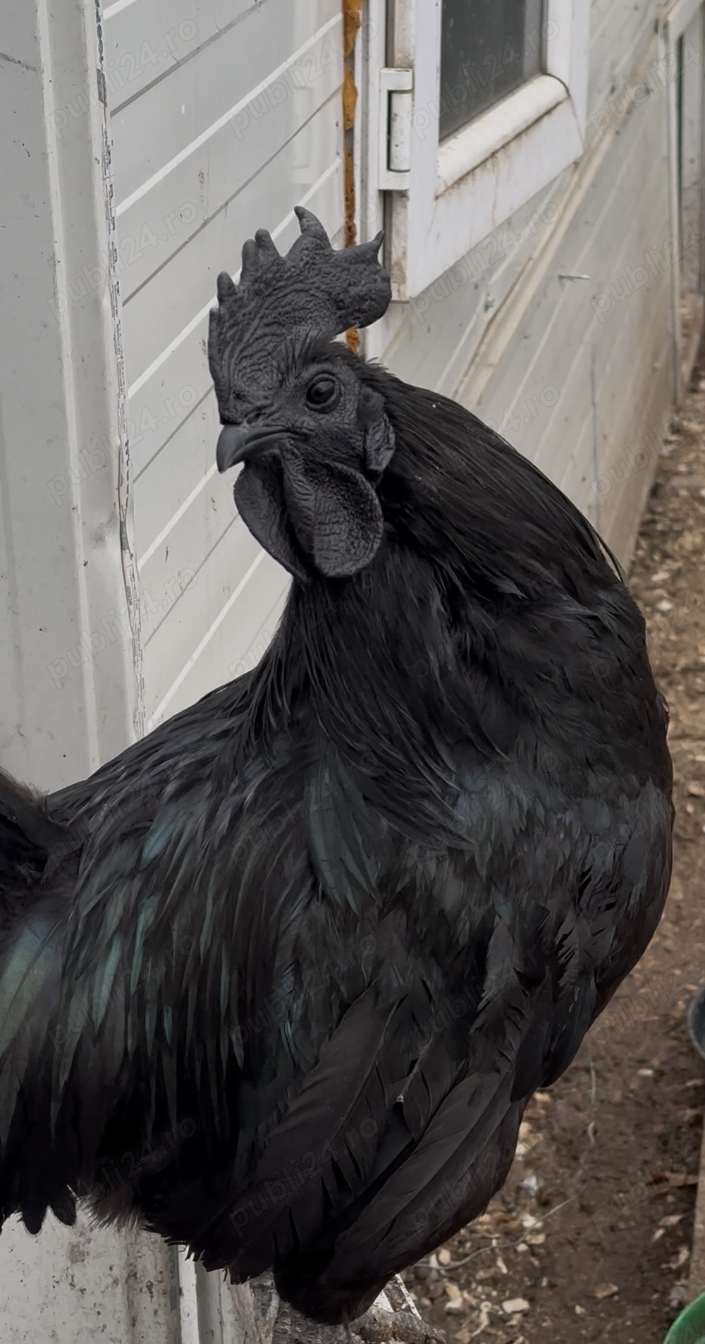 Ouă de incubat Ayam Cemani, găini negre.